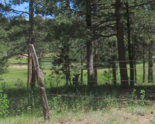 Fawn hidden in the tree line.